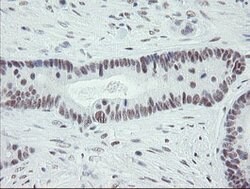 ZBED1 Mouse anti-Human, Clone: OTI2A7, lyophilized, TrueMAB 100 &mu;g;
