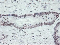 ZBED1 Monoclonal Antibody (OTI2A7), TrueMAB , OriGene 100 &mu;L; Unconjugated:Antibodies,
