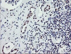 ZBED1 Monoclonal Antibody (OTI2A7), TrueMAB , OriGene 100 &mu;L; Unconjugated:Antibodies,