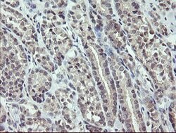 ZBED1 Mouse anti-Human, Clone: OTI2E5, lyophilized, TrueMAB 100 &mu;g;