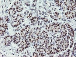 ZBED1 Monoclonal Antibody (OTI1F7), TrueMAB , OriGene 100 &mu;L; Unconjugated:Antibodies,