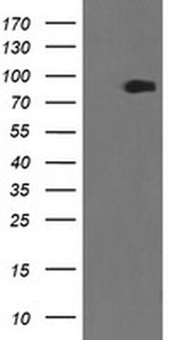 ZBED1 Monoclonal Antibody (OTI2A7), TrueMAB , OriGene 100 &mu;L; Unconjugated:Antibodies,