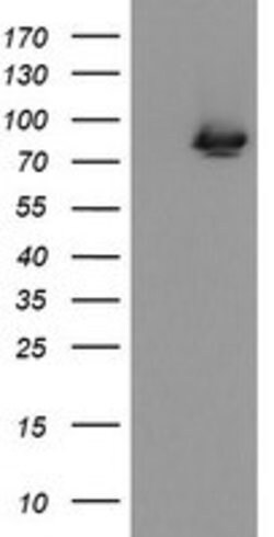 ZBED1 Mouse anti-Human, Clone: OTI2E5, lyophilized, TrueMAB 100 &mu;g;