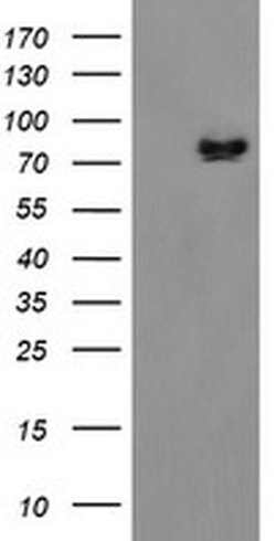 ZBED1 Monoclonal Antibody (OTI1F7), TrueMAB , OriGene 100 &mu;L; Unconjugated:Antibodies,