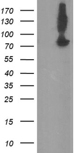 ZBED1 Mouse anti-Human, Clone: OTI2H3, lyophilized, TrueMAB 100 &mu;g;