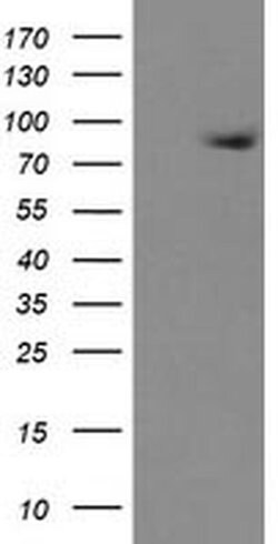 ZBED1 Monoclonal Antibody (OTI1D5), TrueMAB , OriGene 100 &mu;L; Unconjugated:Antibodies,