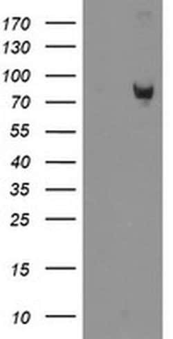 ZBED1 Monoclonal Antibody (OTI1A1), TrueMAB , OriGene 100 &mu;L; Unconjugated:Antibodies,