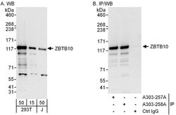 ZBTB10 Rabbit anti-Human, Polyclonal, Bethyl Laboratories 100 &mu;L; Unconjugated:Antibodies,