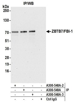 ZBTB7/FBI-1 Rabbit anti-Human, Mouse, Polyclonal, Bethyl Laboratories 100