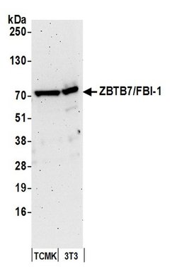 ZBTB7/FBI-1 Rabbit anti-Human, Mouse, Polyclonal, Bethyl Laboratories 100