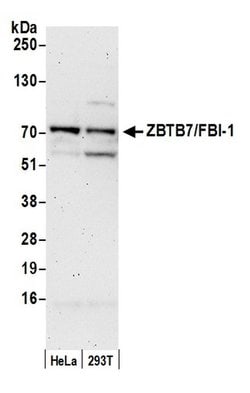 ZBTB7/FBI-1 Rabbit anti-Human, Mouse, Polyclonal, Bethyl Laboratories 100