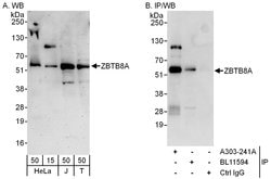 ZBTB8A Rabbit anti-Human, Polyclonal, Bethyl Laboratories 100 &mu;L; Unconjugated:Antibodies,