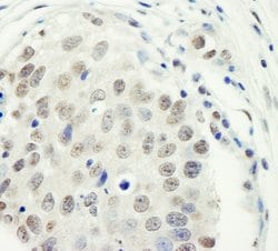 ZC3H11A Rabbit anti-Human, Polyclonal, Bethyl Laboratories 100 &mu;l; Unlabeled:Antibodies,