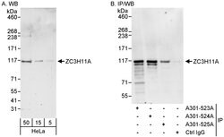 ZC3H11A Rabbit anti-Human, Polyclonal, Bethyl Laboratories 100 &mu;L; Unconjugated:Antibodies,