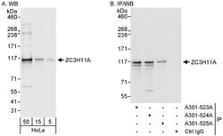 ZC3H11A Rabbit anti-Human, Polyclonal, Bethyl Laboratories 100 &mu;l; Unlabeled:Antibodies,