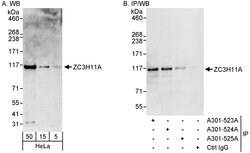 ZC3H11A Rabbit anti-Human, Polyclonal, Bethyl Laboratories 100 &mu;L; Unconjugated:Antibodies,