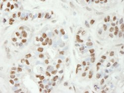 ZC3H11A Polyclonal Antibody, Bethyl Laboratories 100 &mu;L | Buy Online | Bethyl Laboratories, Inc | Fisher Scientific