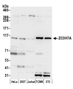 ZC3H7A Polyclonal Antibody, Bethyl Laboratories 20 &mu;L; Unconjugated:Antibodies,