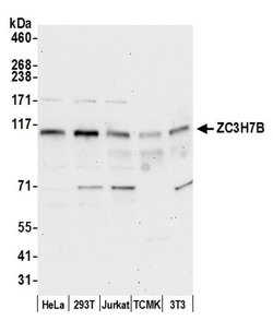 ZC3H7B Polyclonal Antibody, Bethyl Laboratories 20 &mu;l; Unlabeled:Antibodies,
