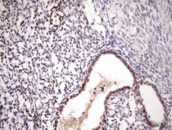 ZC3H8 Monoclonal Antibody (OTI9F11), TrueMAB , OriGene 100 &mu;L; Unconjugated:Antibodies,