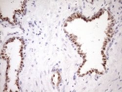 ZC3H8 Monoclonal Antibody (OTI9F11), TrueMAB , OriGene 100 &mu;L; Unconjugated:Antibodies,