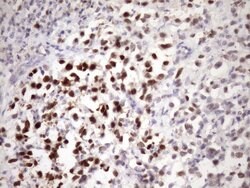 ZC3H8 Monoclonal Antibody (OTI9F11), TrueMAB , OriGene 100 &mu;L; Unconjugated:Antibodies,