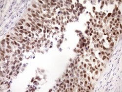 ZC3H8 Monoclonal Antibody (OTI9F11), TrueMAB , OriGene 100 &mu;L; Unconjugated:Antibodies,