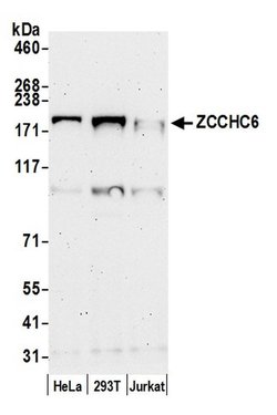 ZCCHC6 Polyclonal Antibody, Bethyl Laboratories:Antibodies:Primary Antibodies