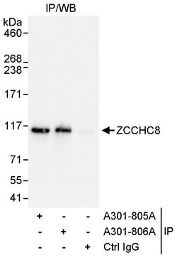 ZCCHC8 Rabbit anti-Human, Polyclonal, Bethyl Laboratories 100 &mu;L; Unconjugated:Antibodies,