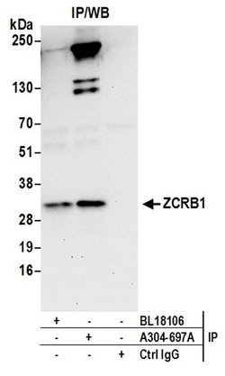 ZCRB1 Rabbit anti-Human, Mouse, Polyclonal, Bethyl Laboratories 100 &mu;L;
