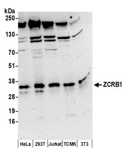 ZCRB1 Polyclonal Antibody, Bethyl Laboratories 20 &mu;L; Unconjugated:Antibodies,