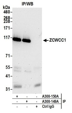 ZCWCC1 Rabbit anti-Human, Polyclonal, Bethyl Laboratories 100 &mu;l; Unlabeled:Antibodies,