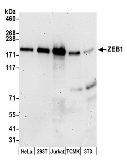 ZEB1 Rabbit anti-Human, Mouse, Polyclonal, Bethyl Laboratories 100 &mu;L;
