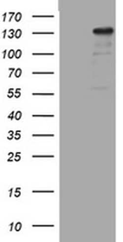 ZEB2 Monoclonal Antibody (OTI4G3), TrueMAB , OriGene:Antibodies:Primary
