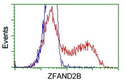 ZFAND2B Monoclonal Antibody (OTI2E11), TrueMAB , OriGene:Antibodies:Primary