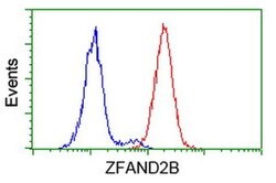 ZFAND2B Monoclonal Antibody (OTI1G10), TrueMAB , OriGene 100 &mu;L; Unconjugated:Antibodies,