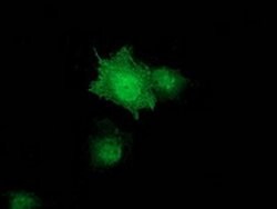 ZFAND2B Monoclonal Antibody (OTI3E3), TrueMAB , OriGene 30 &mu;L; Unconjugated:Antibodies,