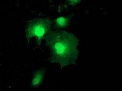 ZFAND2B Mouse anti-Human, Clone: OTI1D5, lyophilized, TrueMAB 100 &mu;g;