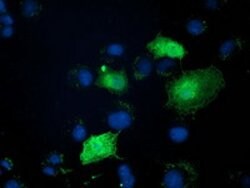 ZFAND2B Mouse anti-Human, Clone: OTI1G9, lyophilized, TrueMAB 100 &mu;g;