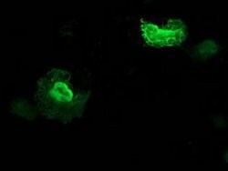 ZFAND2B Monoclonal Antibody (OTI2E11), TrueMAB , OriGene:Antibodies:Primary