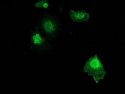 ZFAND2B Monoclonal Antibody (OTI2E4), TrueMAB , OriGene:Antibodies:Primary