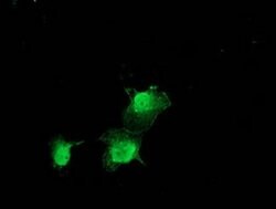 ZFAND2B Monoclonal Antibody (OTI1G10), TrueMAB , OriGene 100 &mu;L; Unconjugated:Antibodies,