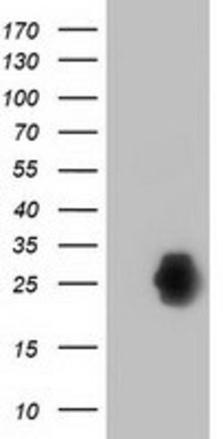ZFAND2B Mouse anti-Human, Clone: OTI1G9, lyophilized, TrueMAB 100 &mu;g;