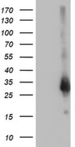 ZFAND2B Monoclonal Antibody (OTI3D6), TrueMAB , OriGene 100 &mu;L; Unconjugated:Antibodies,