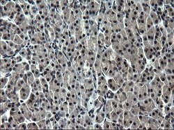 ZFAND3 Monoclonal Antibody (OTI1E9), TrueMAB , OriGene 100 &mu;L; Unconjugated:Antibodies,