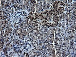 ZFAND3 Monoclonal Antibody (OTI1H9), TrueMAB , OriGene 100 &mu;L; Unconjugated:Antibodies,