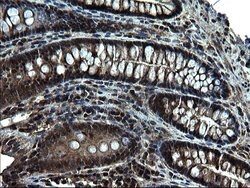 ZFAND3 Monoclonal Antibody (OTI1H9), TrueMAB , OriGene 100 &mu;L; Unconjugated:Antibodies,