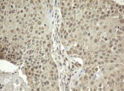 ZFAND5 Monoclonal Antibody (OTI9F2), TrueMAB , OriGene:Antibodies:Primary