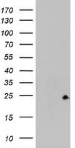 ZFAND5 Mouse anti-Human, Clone: OTI5B8, lyophilized, TrueMAB 100 &mu;g;