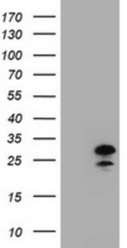 ZFAND5 Monoclonal Antibody (OTI9F2), TrueMAB , OriGene:Antibodies:Primary